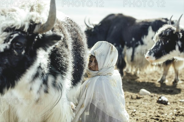Woman milking a yak