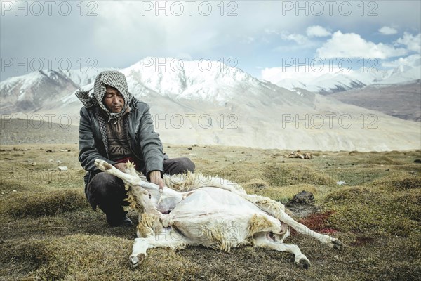 Man skinning a slaughtered sheep