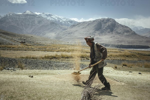 Man throws threshed grains of grain into the air with a shovel