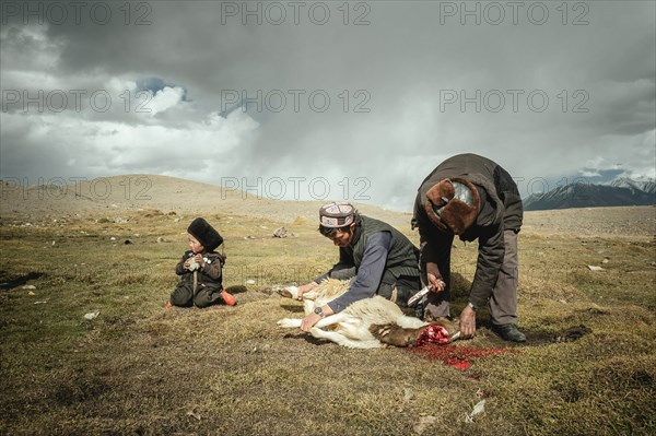 Two men and a boy slaughter a sheep