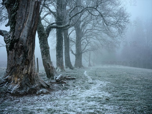 Old tree population