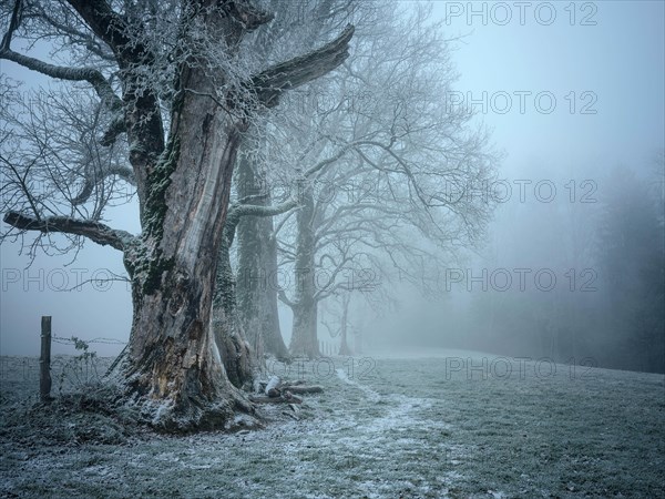 Old tree population