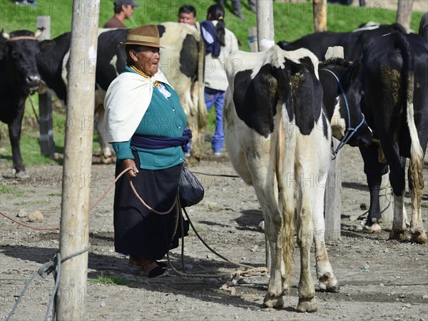 Old woman with cow at the weekly cattle market