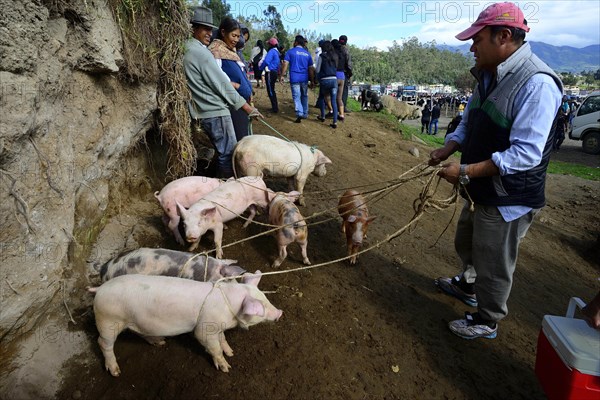 Indigenous man with piglet on a leash at the weekly cattle market