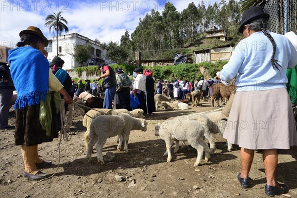 Indigenous woman with lambs at the weekly cattle market