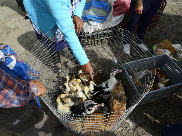 Sale of ducks