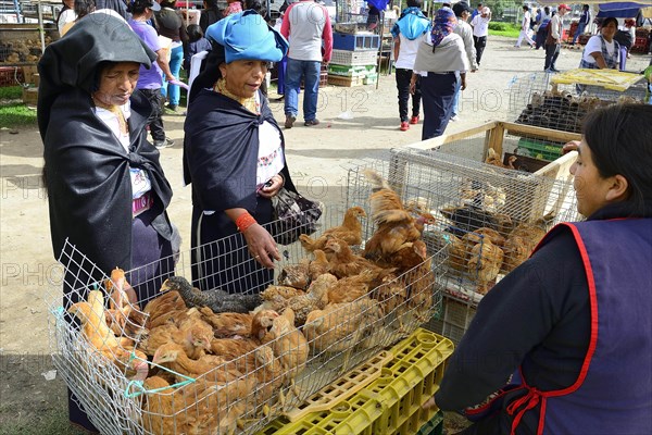 Women in traditional traditional traditional traditional traditional traditional traditional traditional traditional traditional costume buy chickens at the weekly cattle market