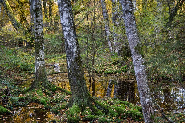 Moorland near Staffelsee