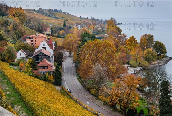 Vineyard above the lake shore
