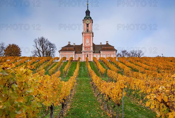 Vineyard with the pilgrimage church of Birnau