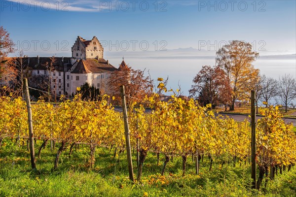 Vineyard with Meersburg Castle