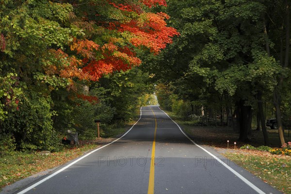 Country road through colourful autumn forest