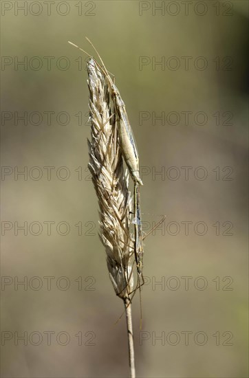 Italian tree cricket