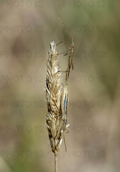 Italian tree cricket