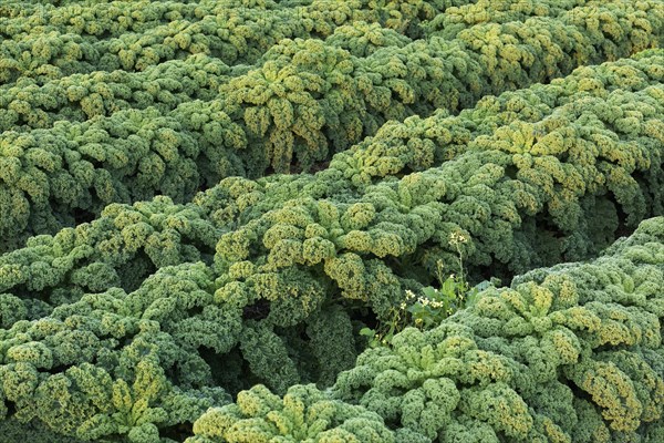 Curly kale