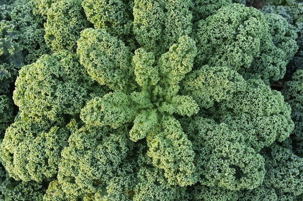 Curly kale