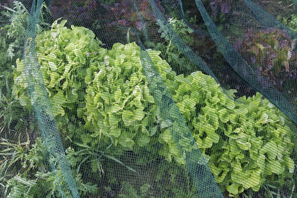 Lettuce Lollo Bionda