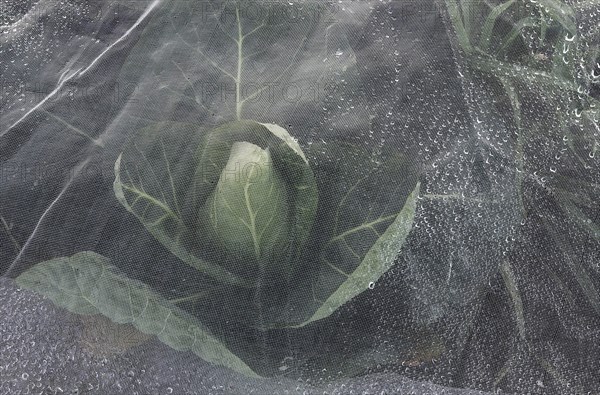 Pointed cabbage under a dewy bird protection net
