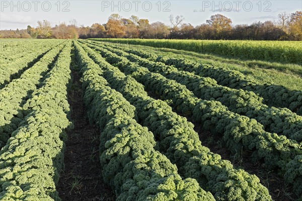 Curly kale