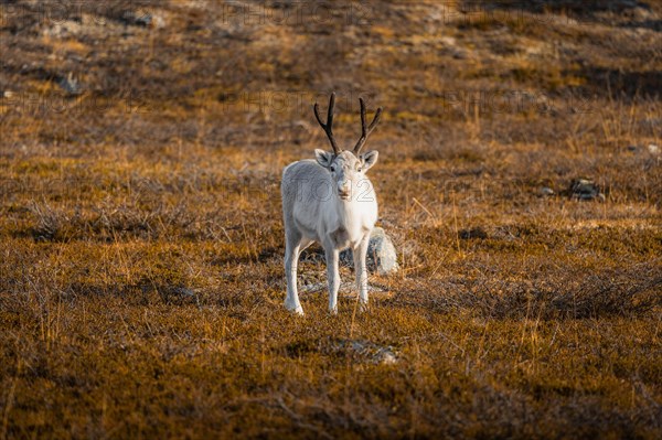 White reindeer Skaidi