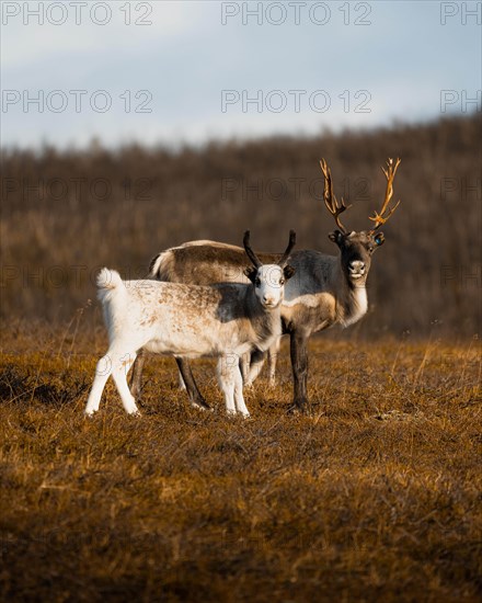 Reindeer