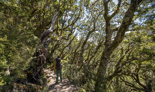 Hiker on Kepler Track in the rainforest