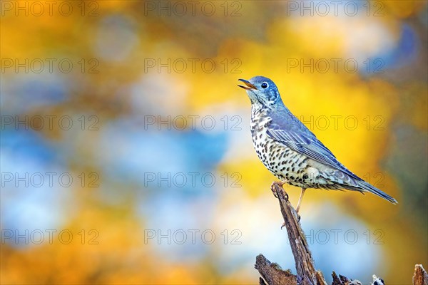 Mistle thrush