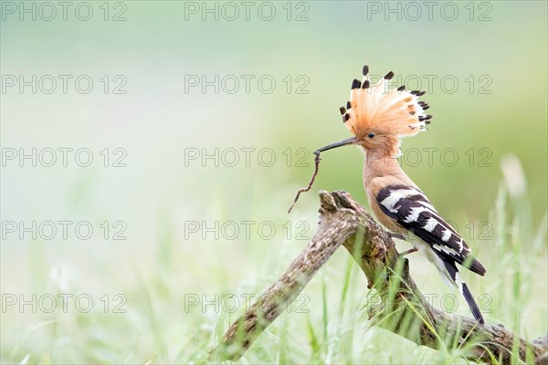 Hoopoe