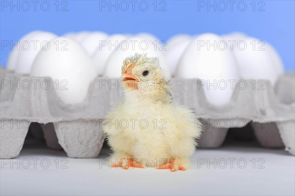 Freshly hatched kitchens