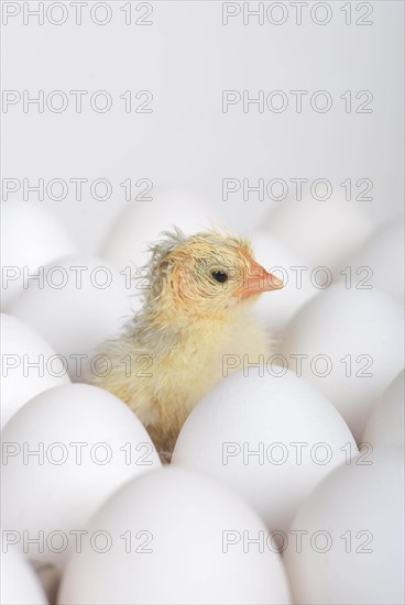 Freshly hatched kitchens