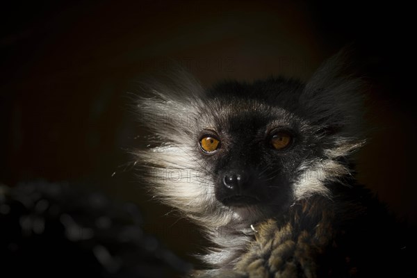 Black Lemur