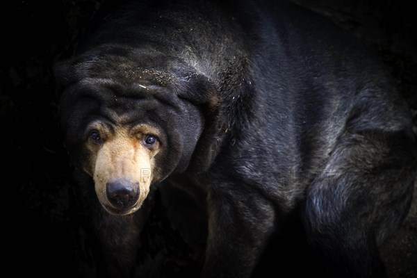 Malayan Sun Bear