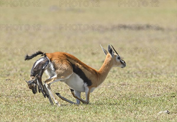 Thomson's gazelle