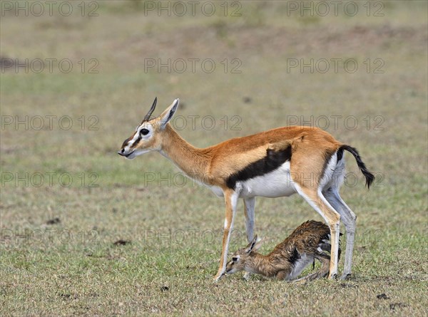 Thomson's gazelle