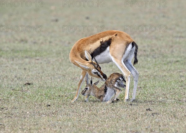 Thomson's gazelle