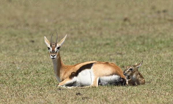 Thomson's gazelle