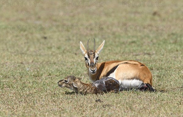 Thomson's gazelle