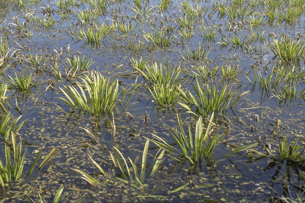 Aquatic plant Water-soldier or water pineapple