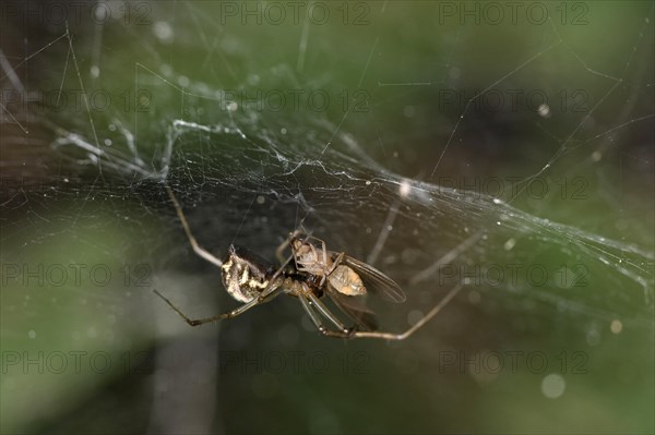 Female of the common canopy spider