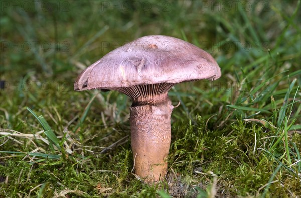 Rose-red yellow foot fungus