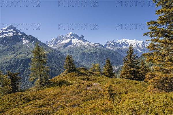 Larches in autumn colour