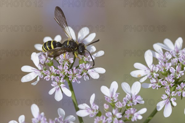 Five-spotted knotted wasp