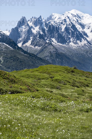 Woolgrass at Aiguillette de Poisettes