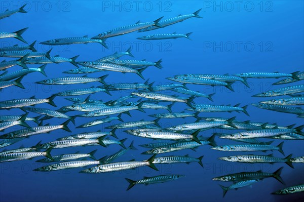 European barracuda