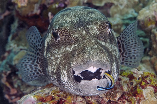 Star puffer