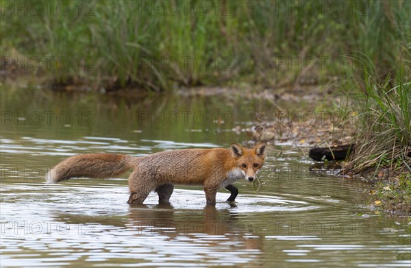 Red fox