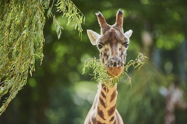 Reticulated giraffe