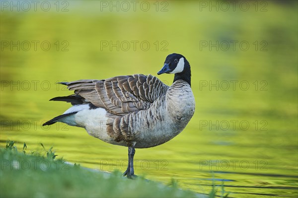 Canada goose