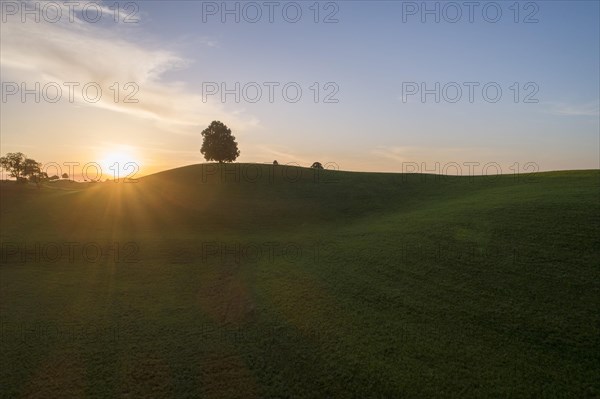 Sunset with lime tree on Drumlinhuegel