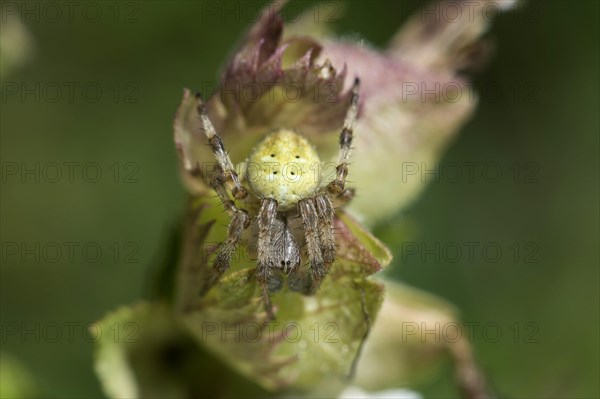 Four-spot orb weaver